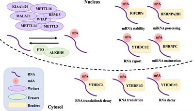 m6A Modification: A Double-Edged Sword in Tumor Development